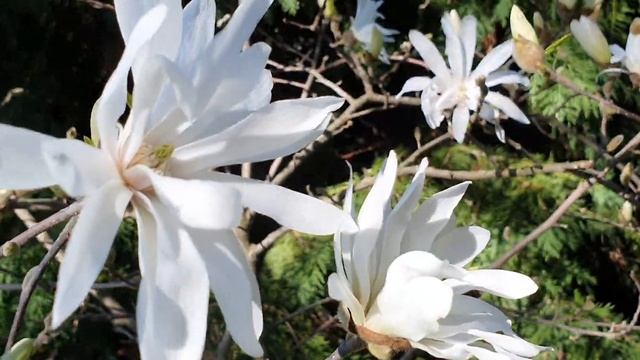 Магнолия звездчатая в цвету. Magnolia Stellata In Fiore.