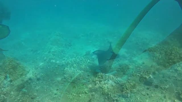 Maui Scuba - Diving in Paradise смотреть онлайн