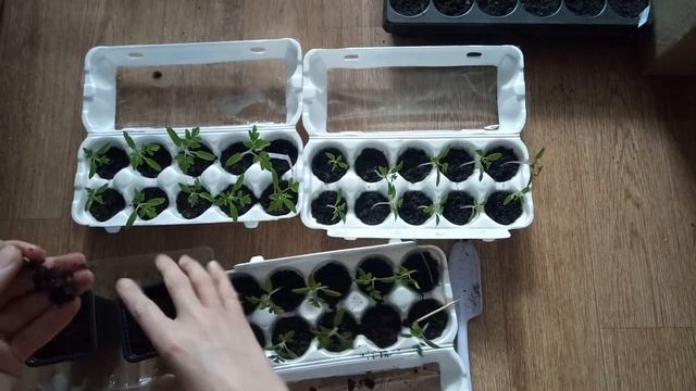 РАССАДА 2020 СЕКРЕТ РАСКРЫТ НОВЫЙ СПОСОБ!!! смотреть онлайн