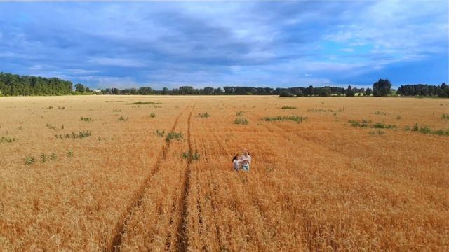 Ukrainian wheat field. Mavic Air cinematic 4k смотреть онлайн