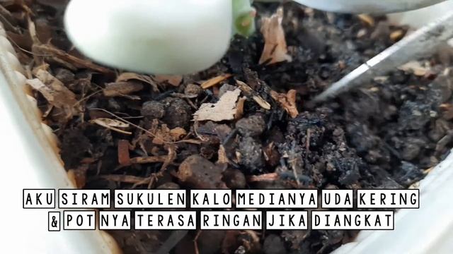 SUKULEN MOONSTONE DAN TIPS PERAWATANNYA смотреть онлайн