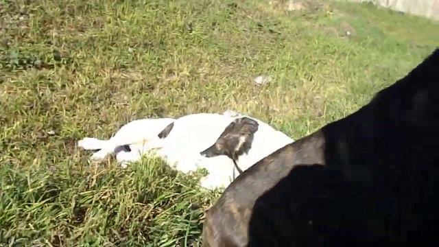 Sasha 1 an si 6luni(pitt).Mora 4luni(dogo canario) (0762734798) смотреть онлайн