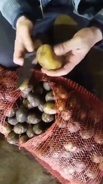 Семенной картофель, сорт Гала смотреть онлайн