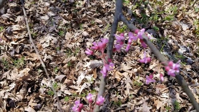 Redbud blossoms and Fordhook limas смотреть онлайн