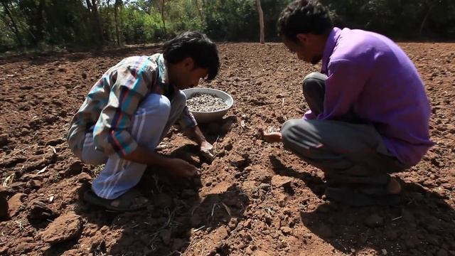 Moringa Plantation for Green Fodder смотреть онлайн