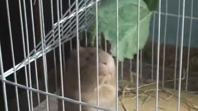 Teco telecoteco смотреть онлайн