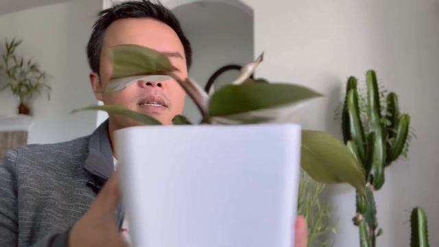 Philodendron White Knight Review смотреть онлайн