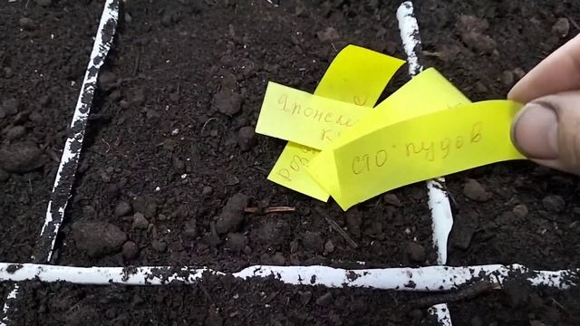 20 февраля 2024 г.сажаем томаты высокорослые смотреть онлайн