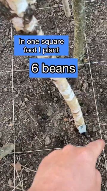 Planting POLE BEANS смотреть онлайн