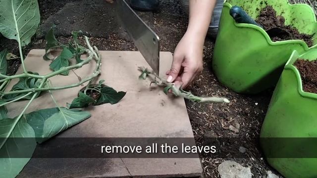 How to propagate Angel's Trumpet - with 10 days update смотреть онлайн