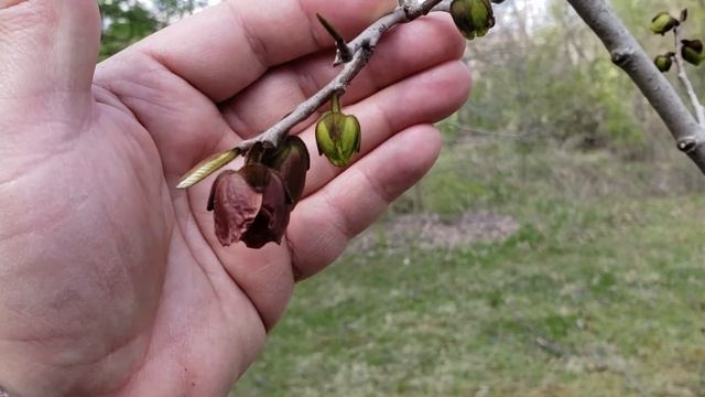 ID That Tree Spring Bloom Edition: Pawpaw смотреть онлайн