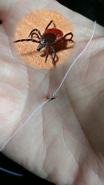 Великолепные творения