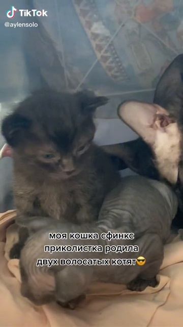 Download - 2025-02-18T015603.526 смотреть онлайн