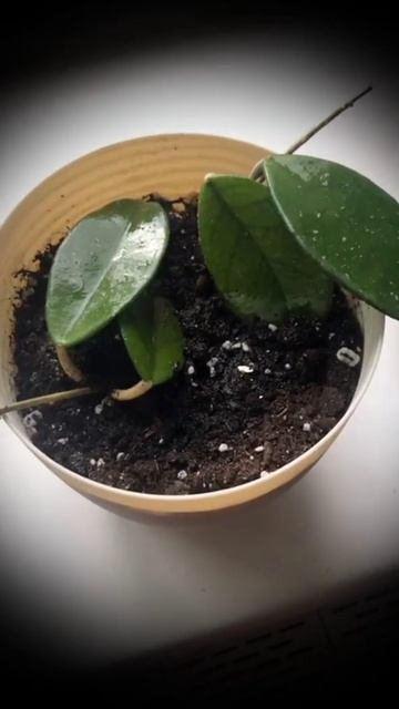 хоя карноза🌱💚 что-то пошло не так😂 смотреть онлайн