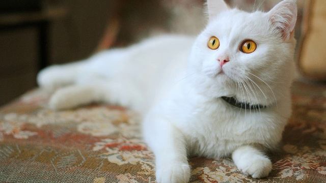 White cat sing Bad Apple смотреть онлайн