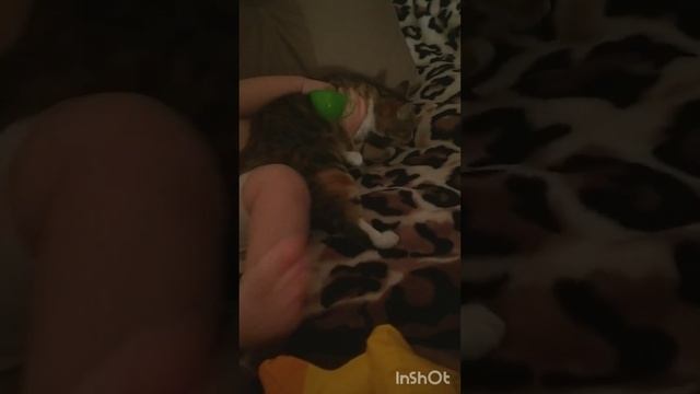 шила лучшая кошка смотреть онлайн