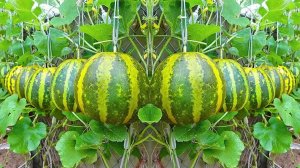 Удивительно, как вырастить дыню для начинающих. Cупер просто, высокая урожайность и сладкие плоды