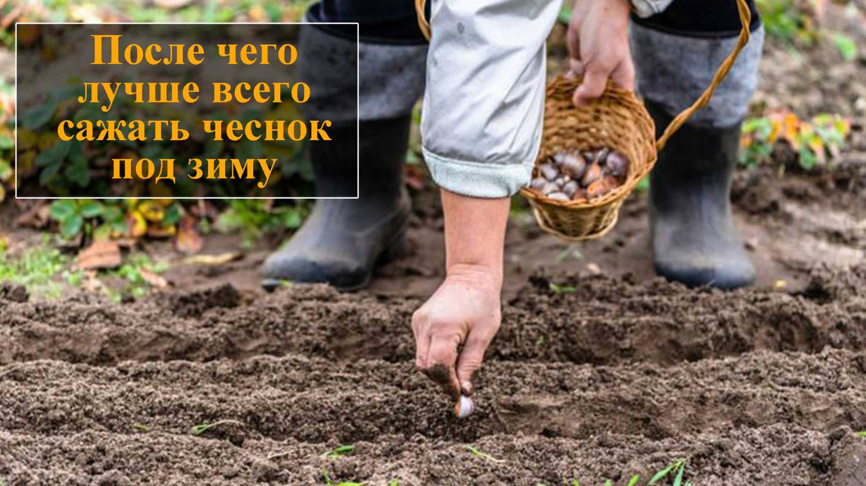 После каких культур можно сажать чеснок смотреть онлайн