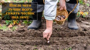 После каких культур можно сажать чеснок