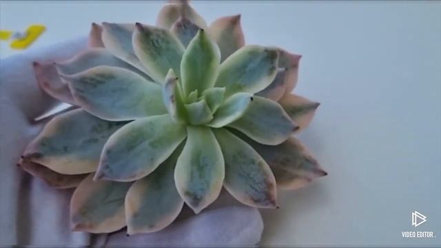Echeveria Variegated смотреть онлайн