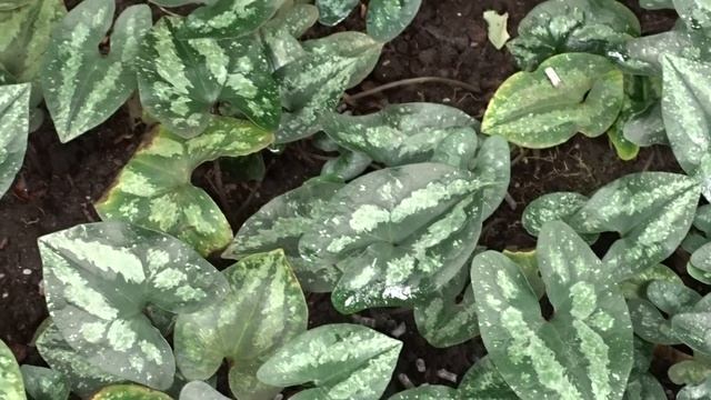 Asarum splendens смотреть онлайн