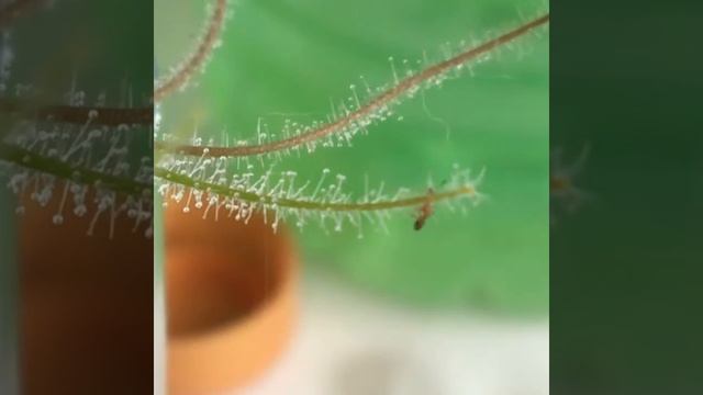 Carnivorous Byblis - Natural Insects Trap