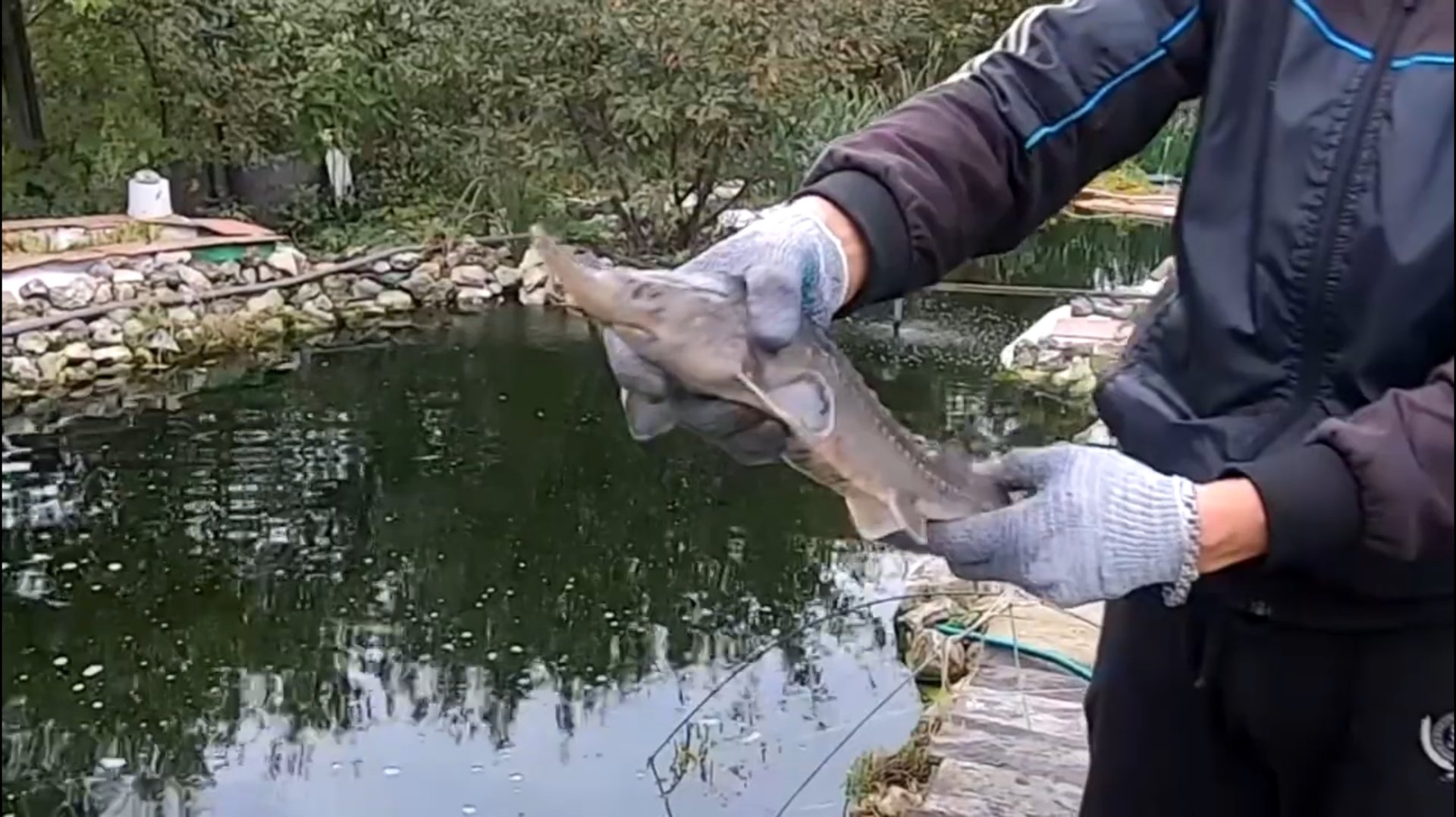 Осенний вылов осетровых в своем дачном пруду. Растут потихоньку смотреть онлайн