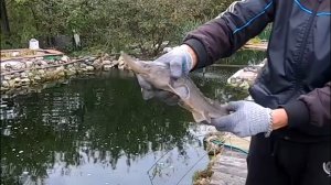 Осенний вылов осетровых в своем дачном пруду. Растут потихоньку