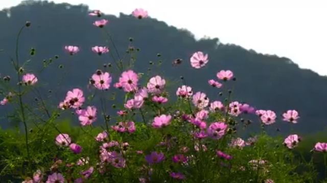 Beautiful Cosmos Flowers: Amazing Dancing Flower, Relaxing Music, смотреть онлайн