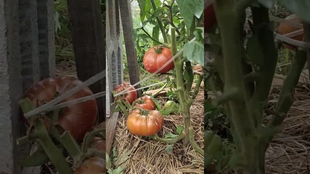 моя " гномья " неудача (((. 5 сентября смотреть онлайн