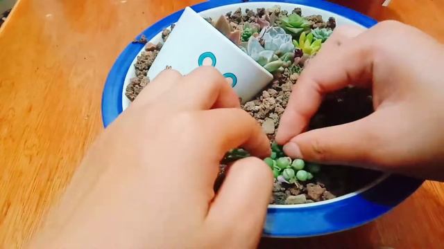 Succulent dish garden- D.I.Y смотреть онлайн