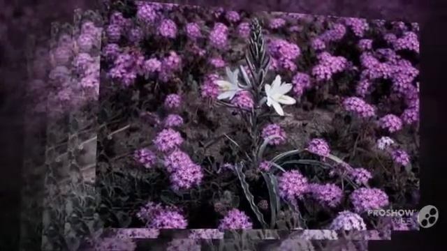 Hesperocallis - garden plants смотреть онлайн