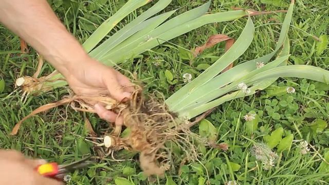 MULTIPLIER SES PLANTS D'IRIS - JARDIN смотреть онлайн