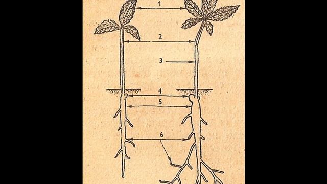 ЖЕНЬШЕНЬ НА ВАШЕМ ОГОРОДЕ М. А. БАСОВ (1988) Аудиокнига смотреть онлайн