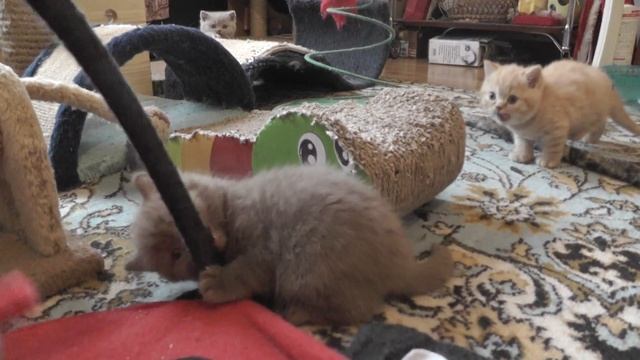 5 недель помет О-3 смотреть онлайн