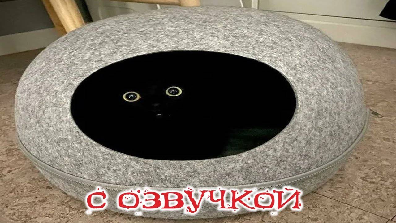 Приколы с котами! СМЕШНЫЕ КОТЫ! С озвучкой!! САМЫЕ смешные животные!! смотреть онлайн