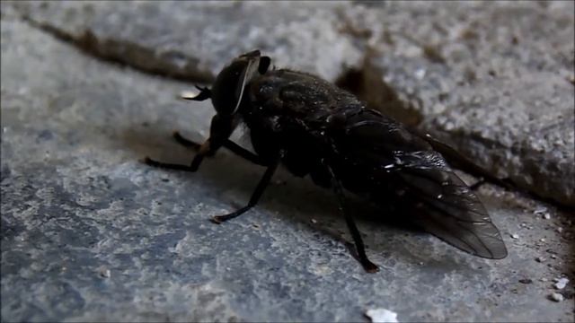 THE BIGGEST FLY OF PIEVE DI TECO. смотреть онлайн