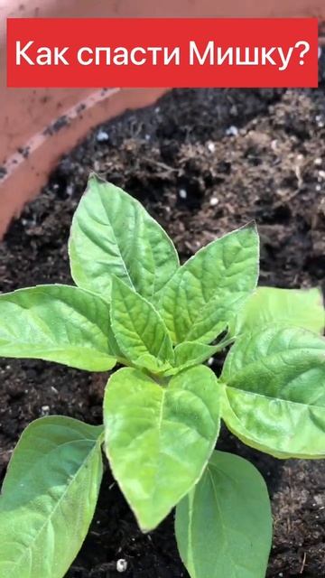 Подсолнечник. Как спасти Мишку? смотреть онлайн