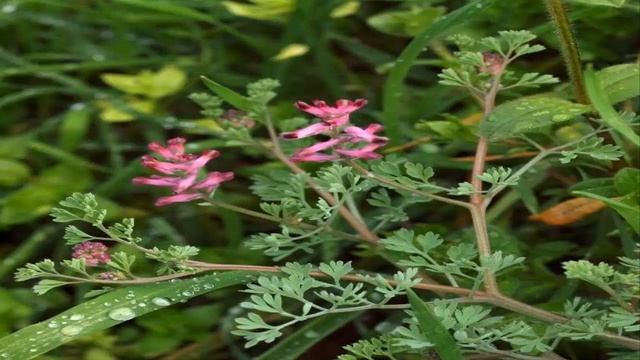 Para que Sirve la Fumaria Propiedades Medicinales (Fumaria officinalis) смотреть онлайн