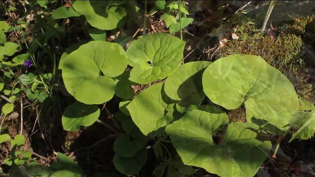 Wildflowers of Cove Springs Park by Kendall McDonald - Virtual Hike - Wildflower Week 2021 смотреть онлайн