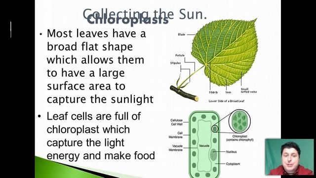 Plant Organs: Structure and Function смотреть онлайн