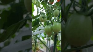 томат сорт "Медовая конфетка", обзор и дегустация