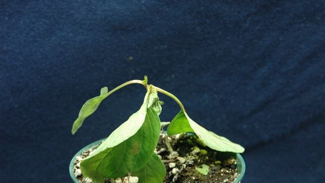 ALS injury on Ambrosia trifida.mov смотреть онлайн