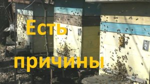 Одна из причин ослабления пчел весной