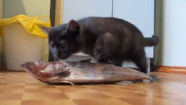 Chuvak and fish (Чувак и рыба) смотреть онлайн