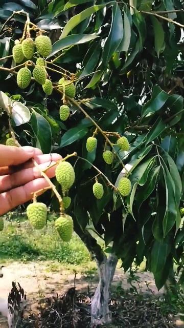 Lichi fruit 😍 смотреть онлайн