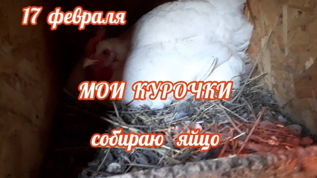 как несутся мои куры в середине февраля..... смотреть онлайн