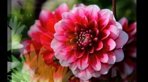 Дарите женщинам цветы. клип.