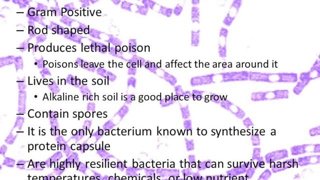 Bacillus anthracis смотреть онлайн