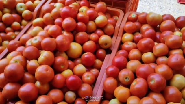 24-05-24 Madanapalle Tomato Market price Today || Today Tomato Market Rate in Madanapalle #today смотреть онлайн
